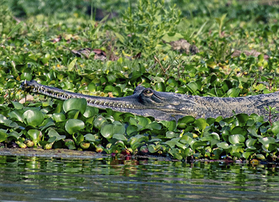 Chitwan Jungle Safari 2 nights 3 days