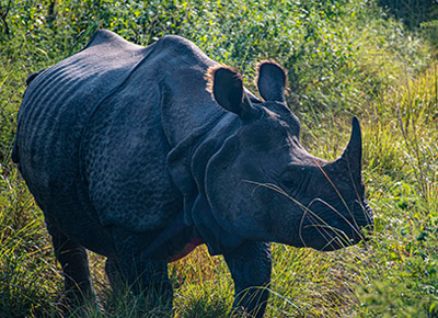 3-night 4-day Chitwan Jungle Safari