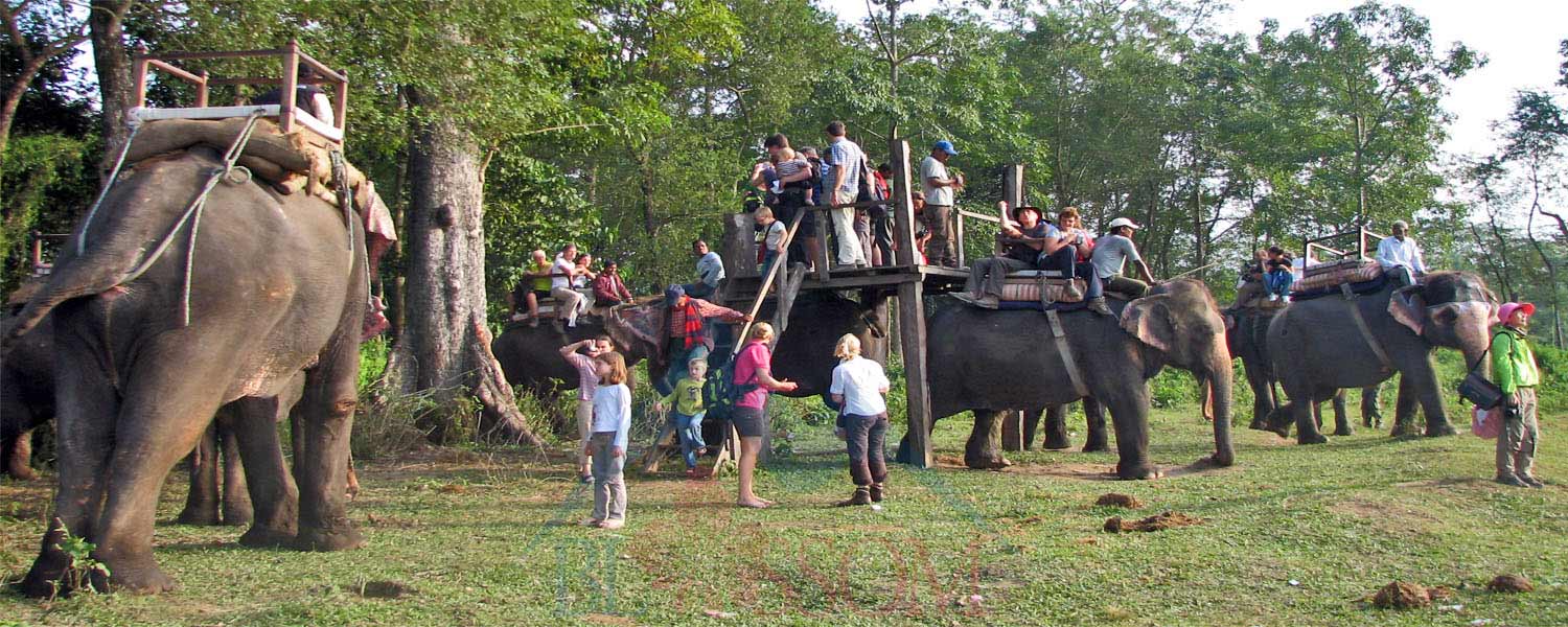 Jungle Safari in Nepal