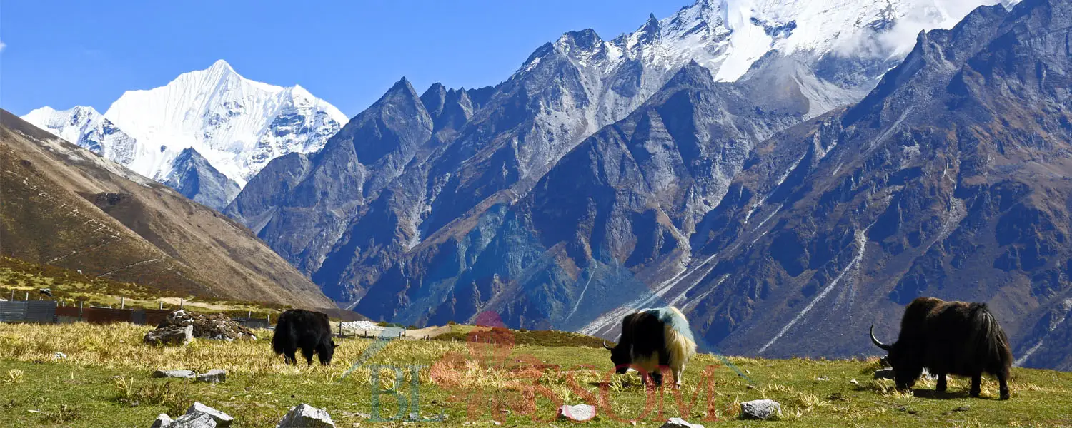 Langtang Valley Trekking